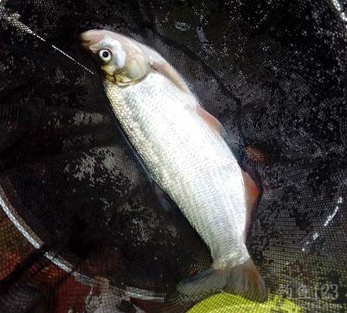 冬季野钓鲫鱼鲤鱼