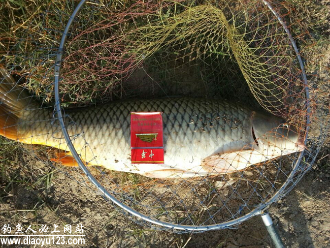 黄河钓鲤鱼