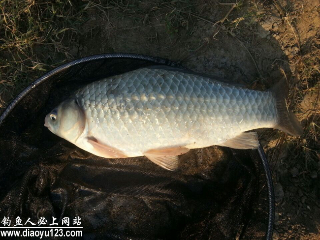 黄河钓鲫鱼