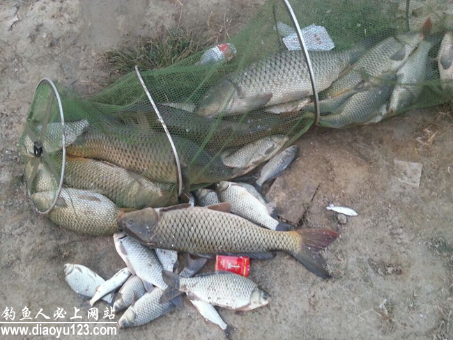 黄河钓鲤鱼