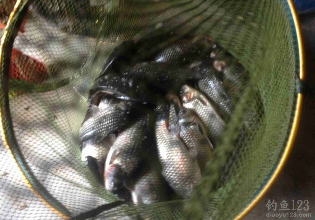冬季垂钓白石洞钓获鲫鱼和罗非