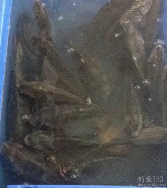 冬季垂钓白石洞钓获鲫鱼和罗非