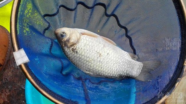 冬季和钓友在池塘一起钓鲫鱼