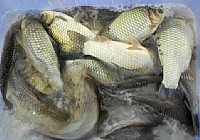 冬季和钓友在池塘一起钓鲫鱼