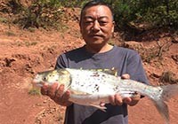 放马南山心不甘，水库再战擒大鲤