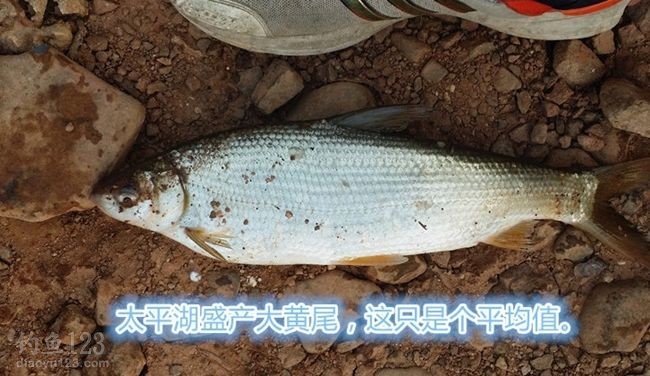 太平湖钓黄尾鱼