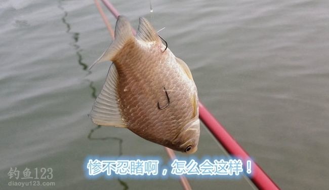 钓鲫鱼