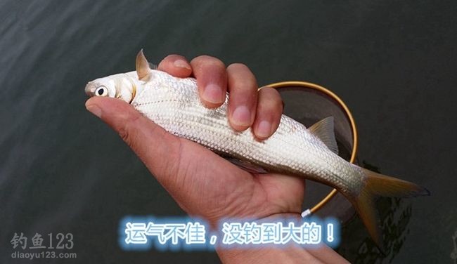钓小黄尾鱼
