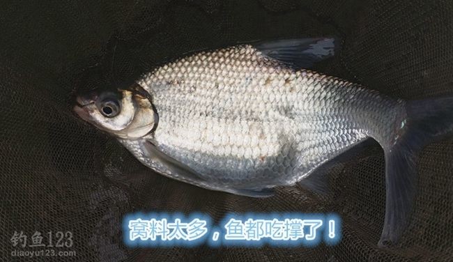 钓鳊鱼