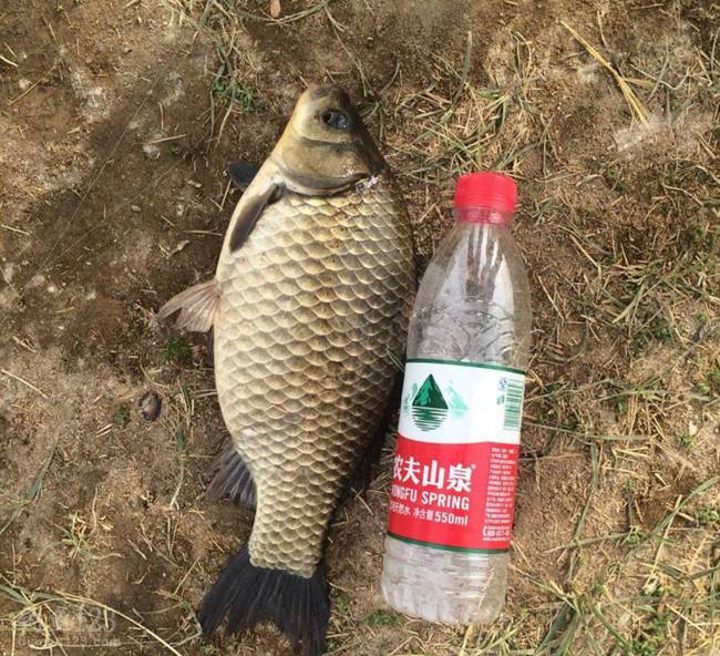 过斤野生大鲫鱼