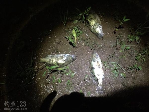 鳜鱼