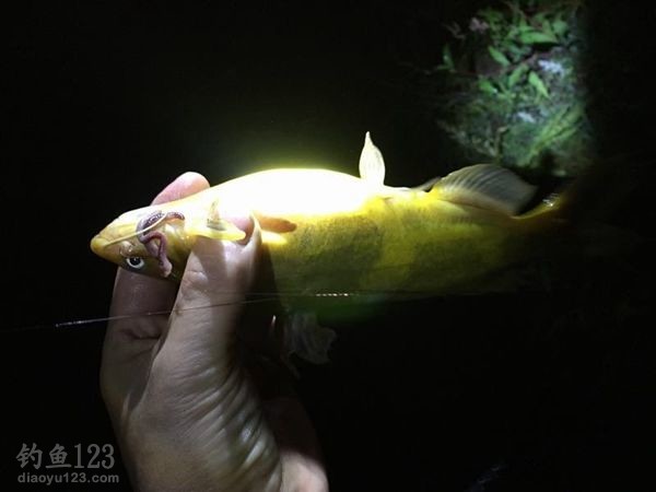 黄颡鱼