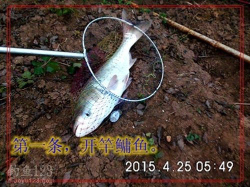 开竿鳙鱼