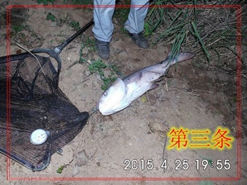 第三天鳙鱼上钩