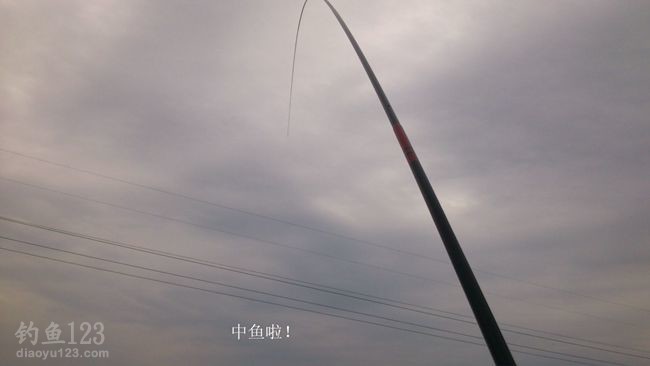 初钓大沽河垂钓黄金鲫