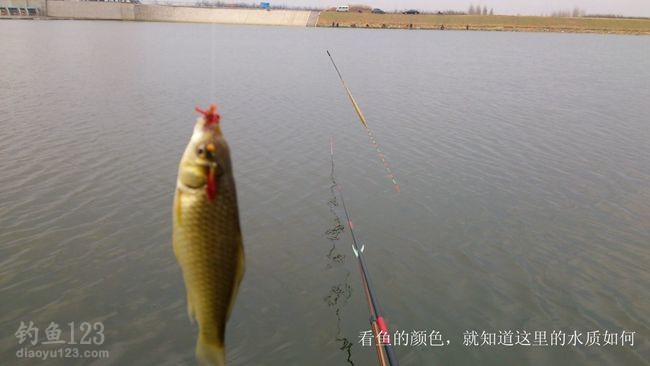 初钓大沽河垂钓黄金鲫