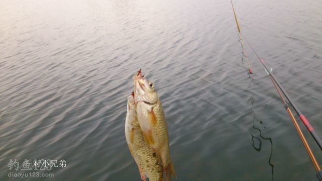 初钓大沽河垂钓黄金鲫