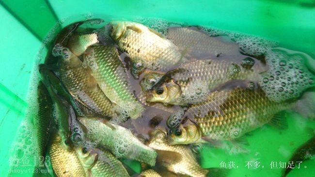 初钓大沽河垂钓黄金鲫