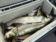 春季垂钓万峰湖鲤鱼翘嘴大爆护