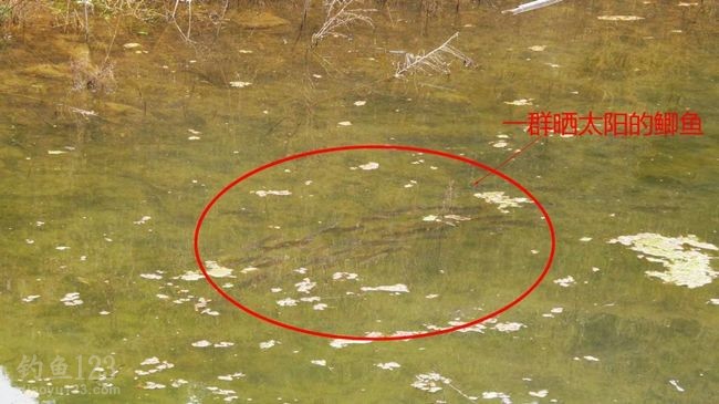 2015升钟湖水库垂钓攻略之春钓浅滩鱼