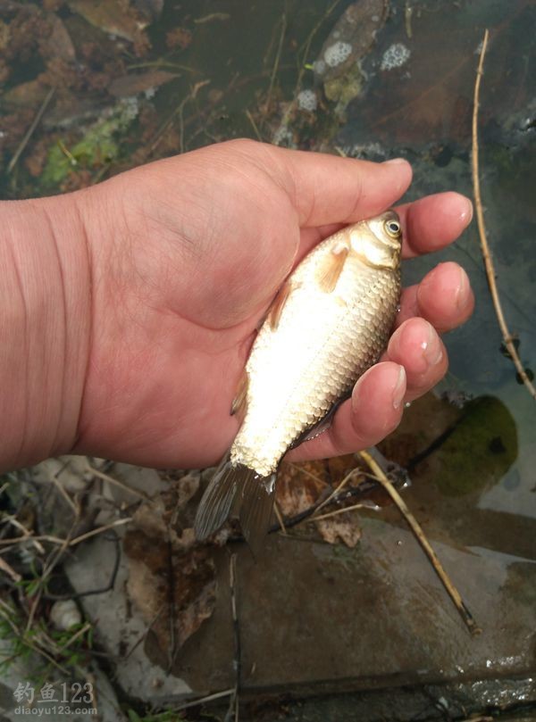 为我们今后还能有鱼钓