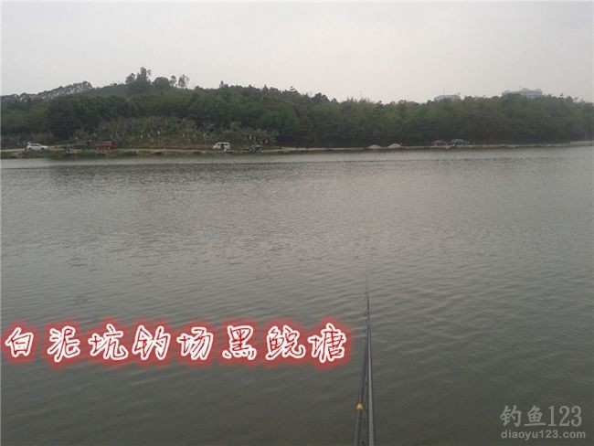 白泥坑长竿大线钓获大青鱼