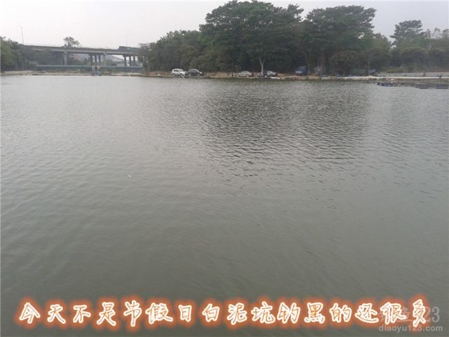 白泥坑长竿大线钓获大青鱼