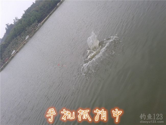 白泥坑长竿大线钓获大青鱼