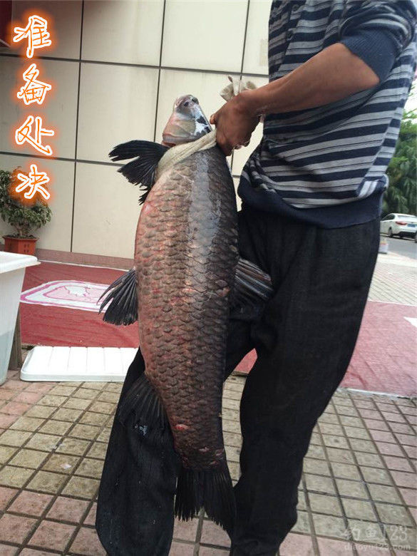白泥坑长竿大线钓获大青鱼