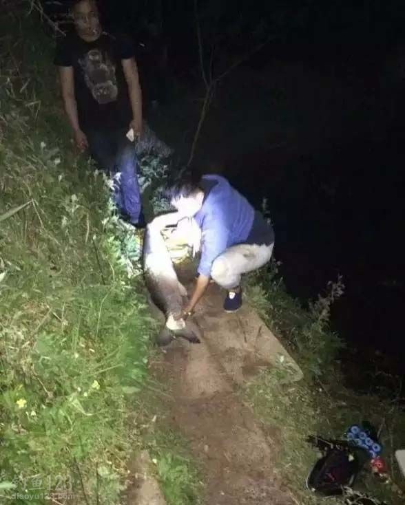 大草鱼
