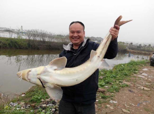 钓鱼