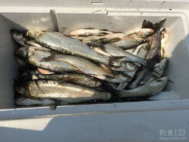 2015万峰湖疯狂垂钓之行