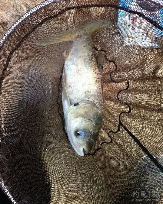 初春夜钓小水库狂钓黄颡大鲢鳙