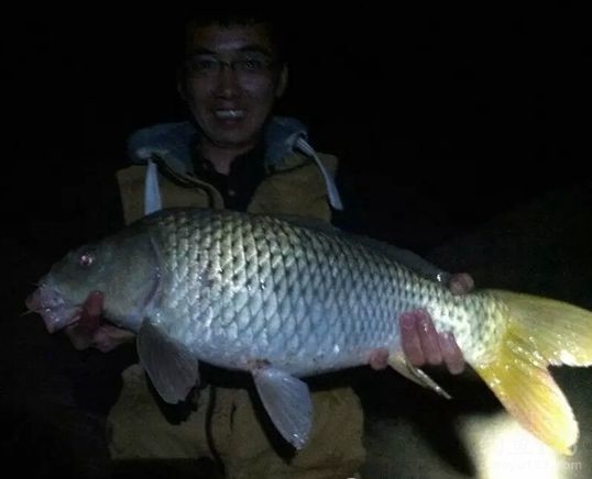 初春夜钓小水库狂钓黄颡大鲢鳙
