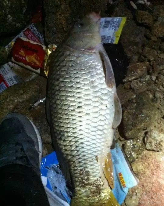 初春夜钓小水库狂钓黄颡大鲢鳙