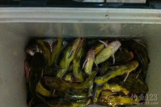 初春夜钓小水库狂钓黄颡大鲢鳙