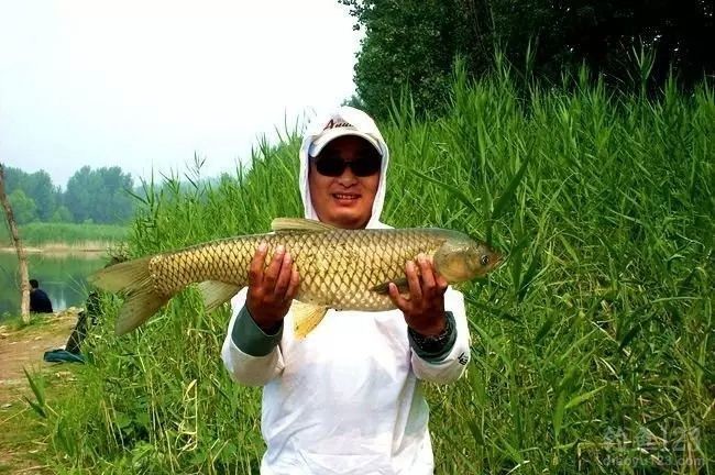 春季钓水库擒获3条大草鱼