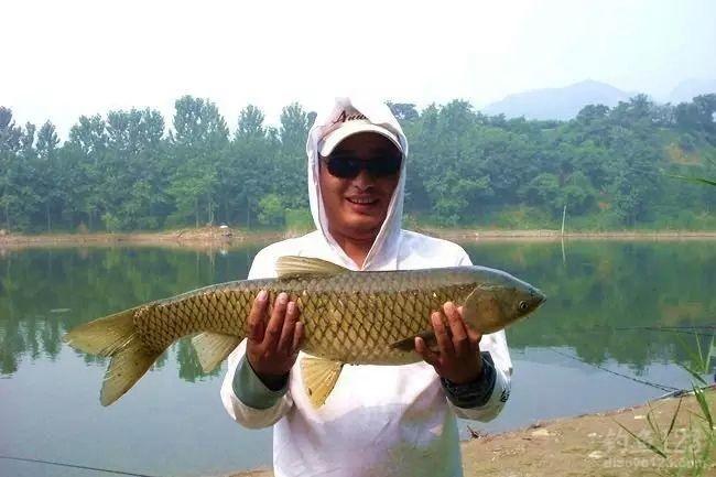 春季钓水库擒获3条大草鱼