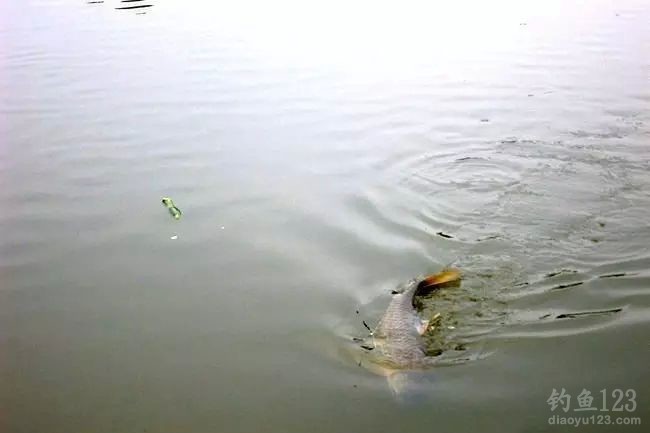 春季钓水库擒获3条大草鱼