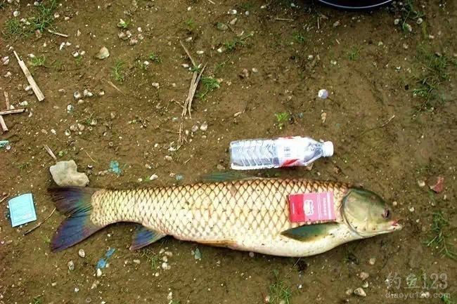 春季钓水库擒获3条大草鱼