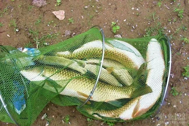 春季钓水库擒获3条大草鱼
