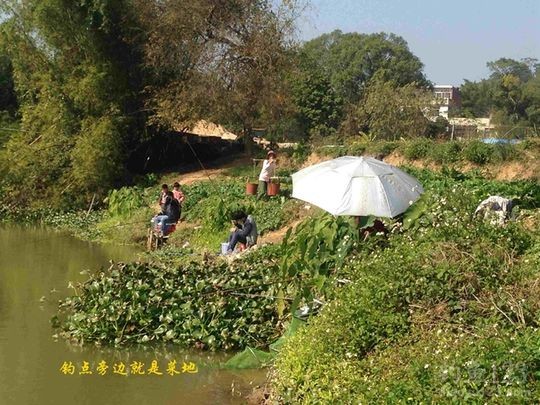 新年垂钓大鲫利事狂拉鲫鱼满鱼护