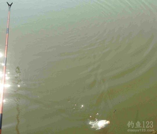 新年垂钓大鲫利事狂拉鲫鱼满鱼护