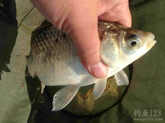 新年垂钓大鲫利事狂拉鲫鱼满鱼护