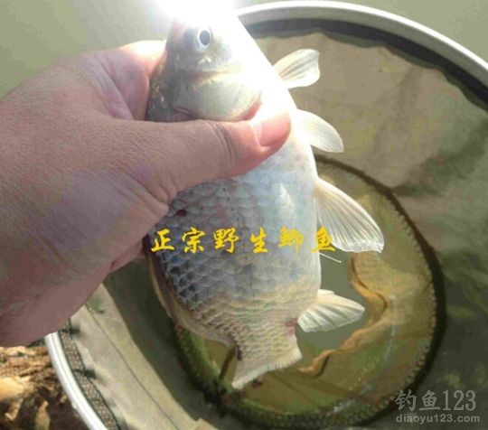 新年垂钓大鲫利事狂拉鲫鱼满鱼护