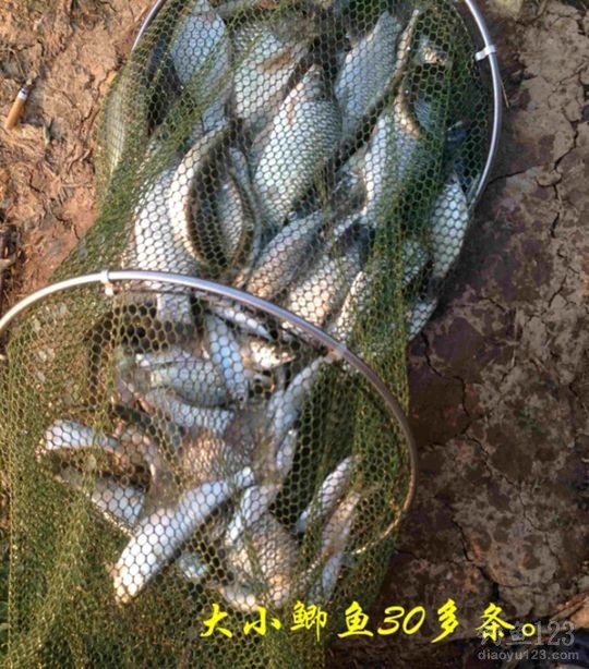 新年垂钓大鲫利事狂拉鲫鱼满鱼护