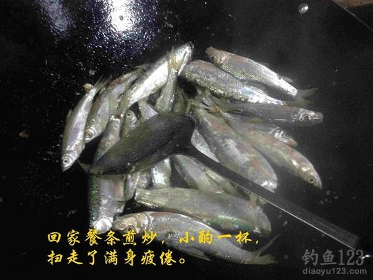 新年垂钓大鲫利事狂拉鲫鱼满鱼护