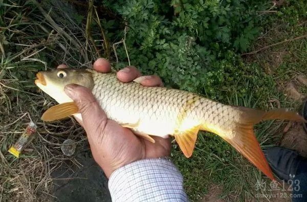 鲤鱼