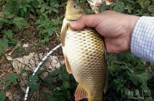 鲤鱼
