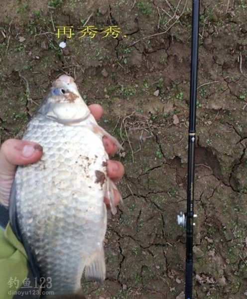 垂钓大鲫鱼